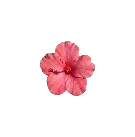 Premium Metall Sticker – Hibiskus Blüte
