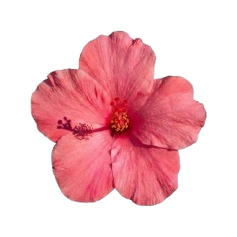 Premium Metall Sticker – Hibiskus Blüte