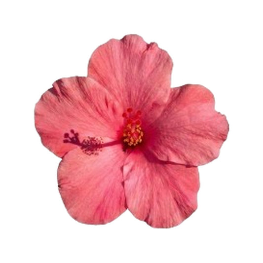 Premium Metall Sticker – Hibiskus Blüte